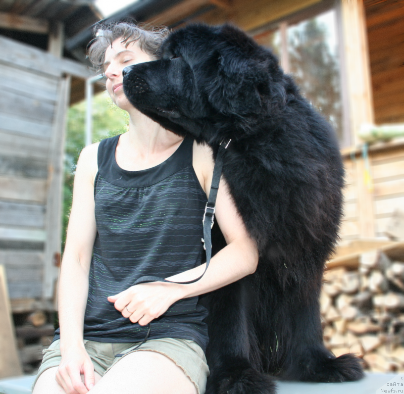 Фото: ньюфаундленд Drive Me Crazy of Apachee's Home