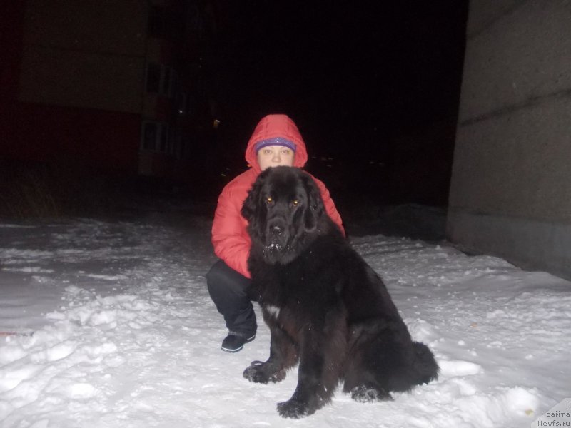 Фото: ньюфаундленд Intriga Nochi ot Marleon Dusvik (Интрига Ночи от Марлеон Дусвик), ньюфаундленд Intriga Nochi ot Marleon Dusvik (Интрига Ночи от Марлеон Дусвик)