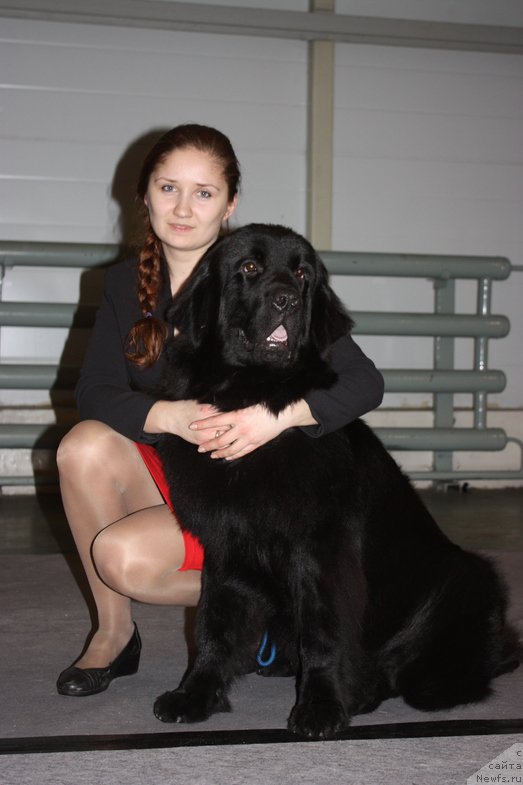 Фото: ньюфаундленд Chernyj Chank s Berega Dona (Черный Чанк с Берега Дона)