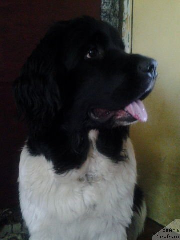 Фото: Фиаметтахауз Садира