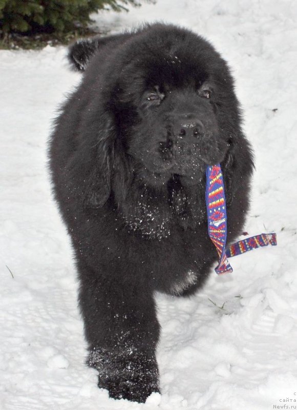 Фото: ньюфаундленд Dar Svezy Unika Sagitta (Дар Свезы Юника Сагитта)
