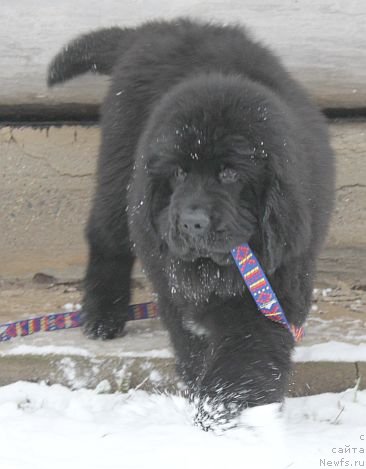 Фото: ньюфаундленд Dar Svezy Unika Sagitta (Дар Свезы Юника Сагитта)