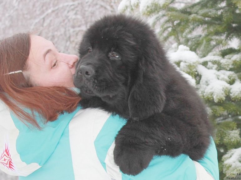 Фото: ньюфаундленд Dar Svezy Unika Sagitta (Дар Свезы Юника Сагитта), Irina Bubnova (Ирина Бубнова)