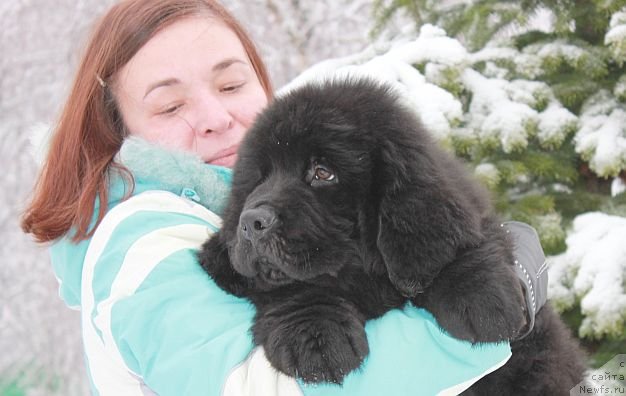 Фото: ньюфаундленд Dar Svezy Unika Sagitta (Дар Свезы Юника Сагитта), Irina Bubnova (Ирина Бубнова)