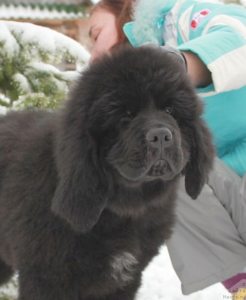 Фото: ньюфаундленд Dar Svezy Unika Sagitta (Дар Свезы Юника Сагитта)