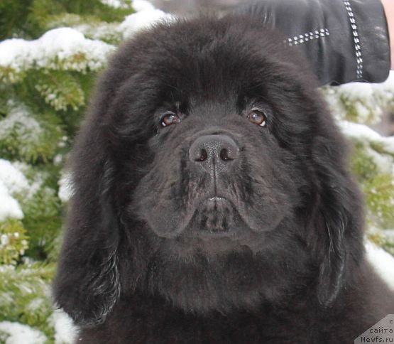 Фото: ньюфаундленд Dar Svezy Unika Sagitta (Дар Свезы Юника Сагитта)
