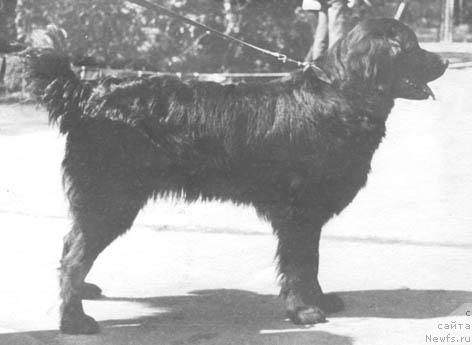 Фото: ньюфаундленд Jaklin Hyel' Grand (Жаклин Хэль Гранд)