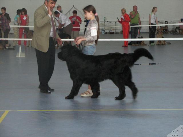 Фото: ньюфаундленд Mag Ispolin Il'ya Muromec (Маг Исполин Илья Муромец)