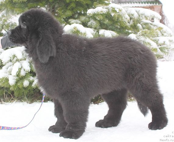 Фото: ньюфаундленд Dar Svezy Unika Sagitta (Дар Свезы Юника Сагитта)