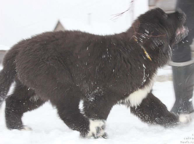 Фото: ньюфаундленд Dar Svezy Unika Sagitta (Дар Свезы Юника Сагитта)