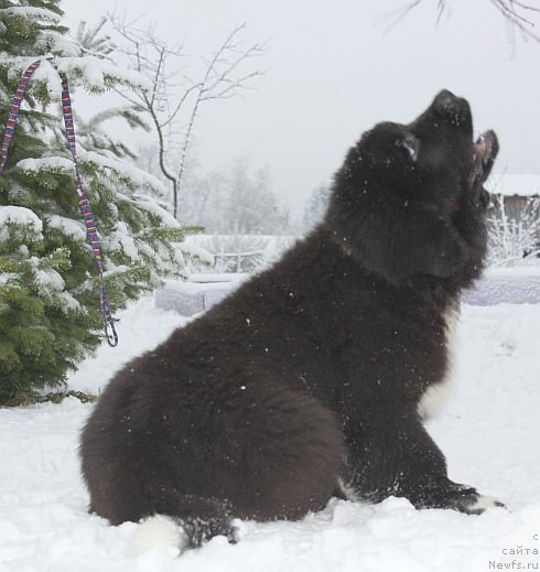 Фото: ньюфаундленд Dar Svezy Unika Sagitta (Дар Свезы Юника Сагитта)