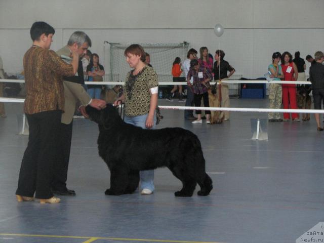 Фото: ньюфаундленд Shon O'Konnori Agent 007 (Шон О'Коннори Агент 007)