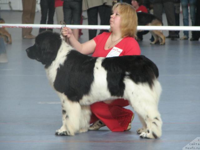 Фото: ньюфаундленд Vesnushka na Shastie (Веснушка на Счастье), Elena Zaborova (Brehina) (Елена Заборова (Брехина))