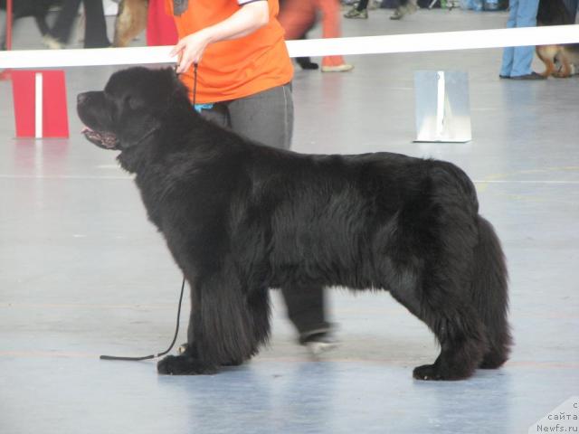 Фото: ньюфаундленд Euro Surprise ot Sibirskogo Medvedja (Евро Сюрпрайз от Сибирского Медведя)