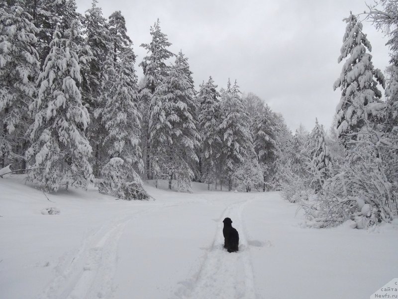 Фото: ньюфаундленд Akin Soul Sofiya (Акин Соул София)