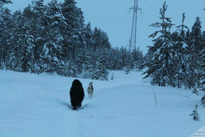 Фото: ньюфаундленд Omar SHerif (Омар Шериф)
