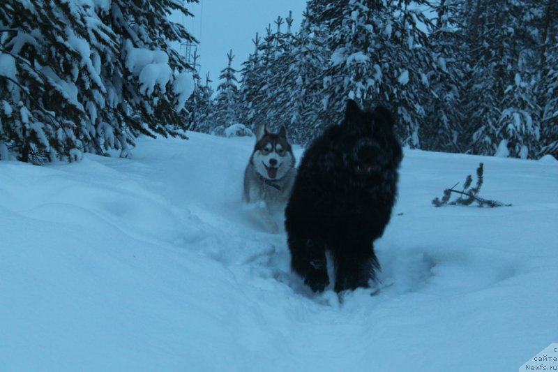 Фото: ньюфаундленд Omar SHerif (Омар Шериф)