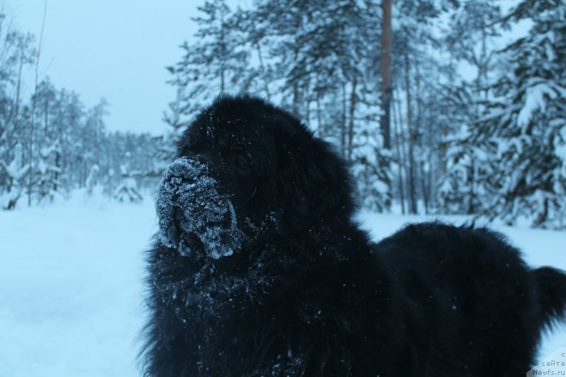 Фото: ньюфаундленд Omar SHerif (Омар Шериф)
