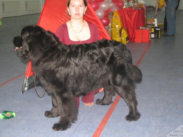 Фото: ньюфаундленд Bol'shaya Udacha dlya N'yufort (Большая Удача для Ньюфорт)