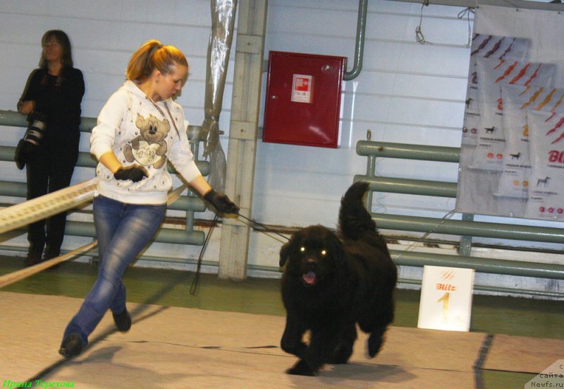 Фото: ньюфаундленд CHarl'z Balu Blek Biar (Чарльз Балу Блек Биар)