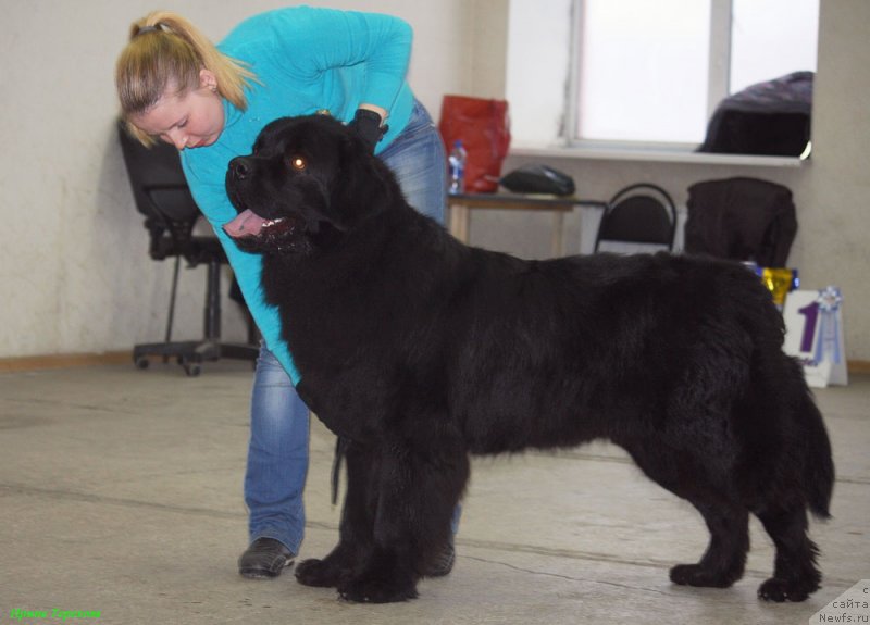 Фото: ньюфаундленд CHarl'z Balu Blek Biar (Чарльз Балу Блек Биар)