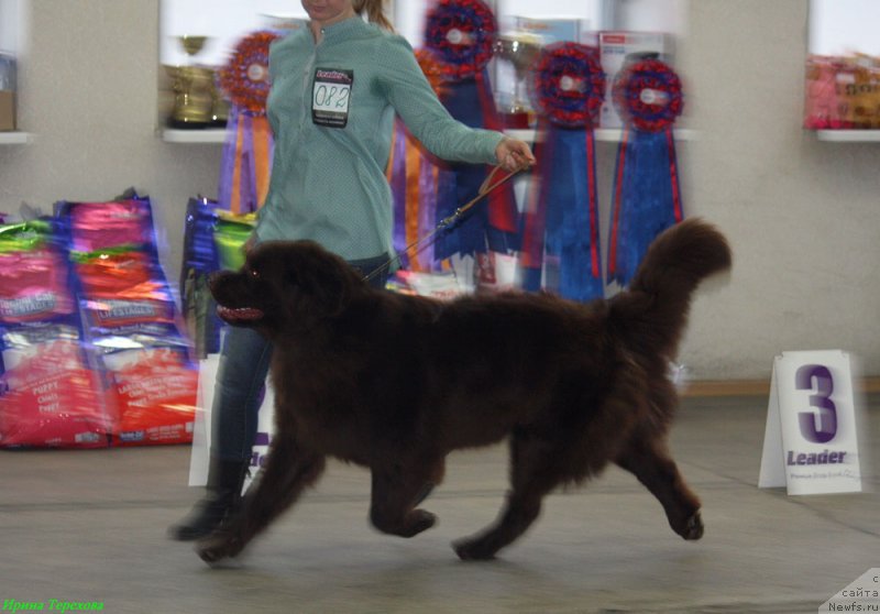 Фото: ньюфаундленд Chara Hani Les (Чара Хани Лес)
