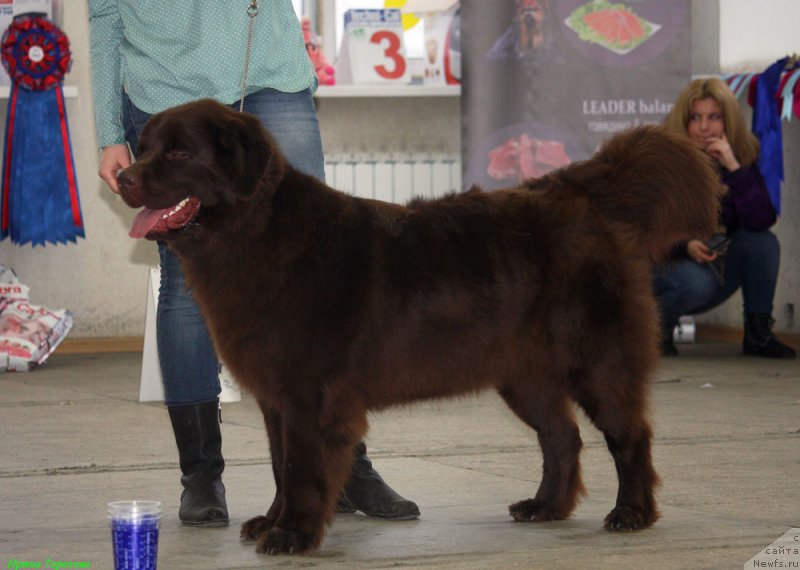 Фото: ньюфаундленд Chara Hani Les (Чара Хани Лес)