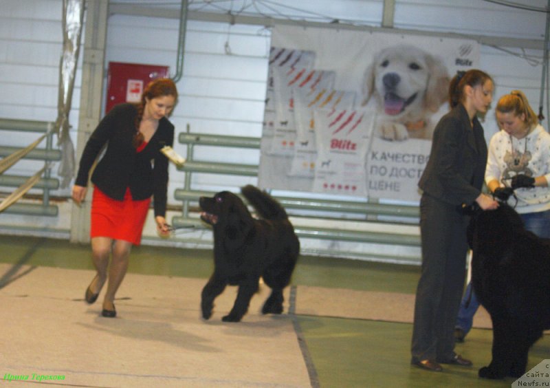 Фото: ньюфаундленд Chernyj Chank s Berega Dona (Черный Чанк с Берега Дона), ньюфаундленд CHerchill' Syer Gay (Черчилль Сэр Гай)