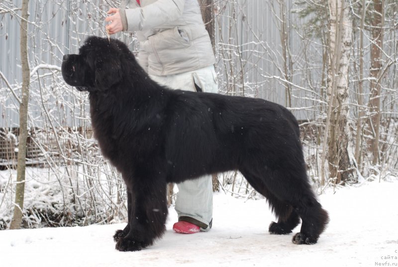Фото: ньюфаундленд Midnight Lady's Scream at Mississippi-Missouri