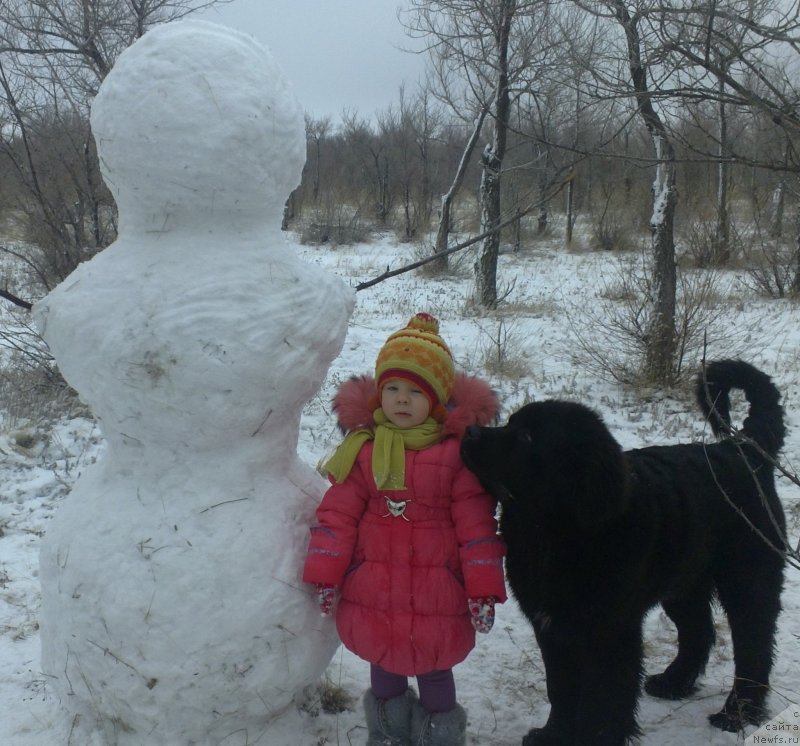 Фото: ньюфаундленд Exclusive Connection Dark Angel Vitalrose (Эксклюзив Коннэкшен Дарк Энджел Витал Роуз)