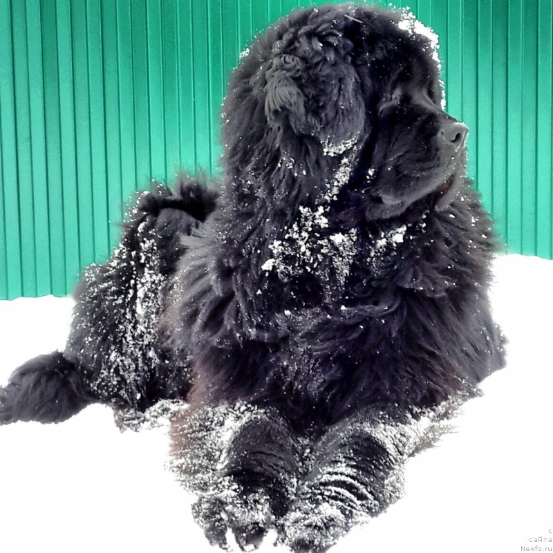 Фото: ньюфаундленд Ih Vyisochestvo Vladlena Madjiks (Их Высочество Владлена Маджикс)