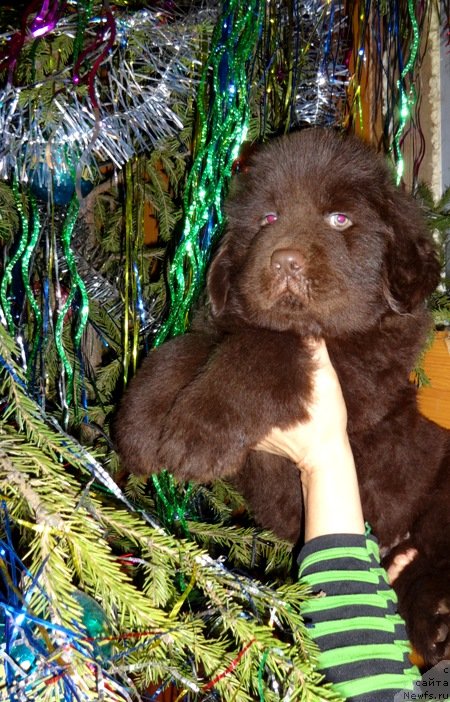 Фото: ньюфаундленд N'yufort YUpiter Taranis (Ньюфорт Юпитер Таранис)