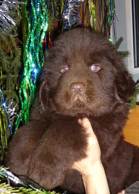 Фото: ньюфаундленд N'yufort YUpiter Taranis (Ньюфорт Юпитер Таранис)