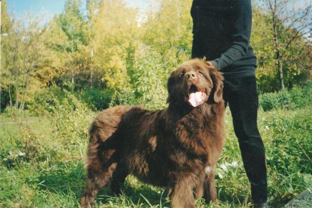 Фото: ньюфаундленд Simona (Симона)