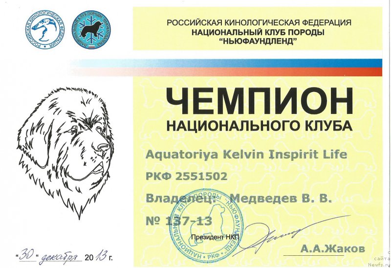 Фото: ньюфаундленд Aquatoriya Kelvin Inspirit Life (Акватория Келвин Инспирит Лайф)