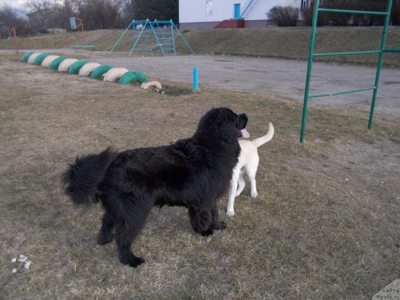 Фото: ньюфаундленд Sun Sheikh Bavariya Belle (Сан Шейх Бавария Бель)