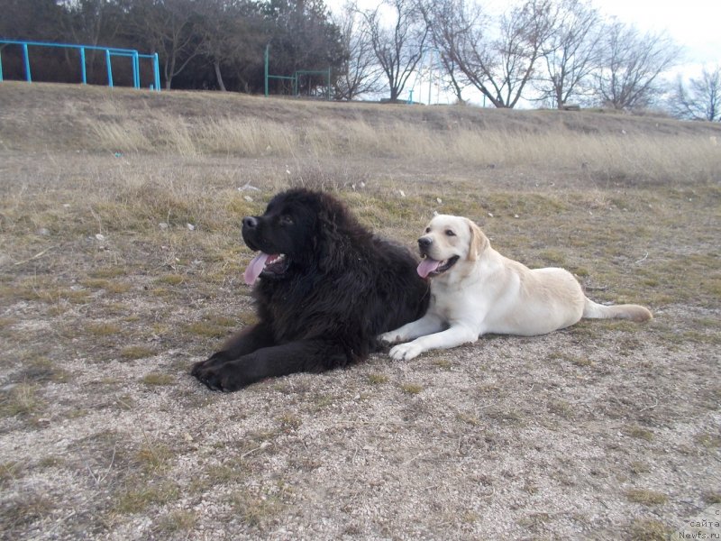 Фото: ньюфаундленд Sun Sheikh Bavariya Belle (Сан Шейх Бавария Бель)