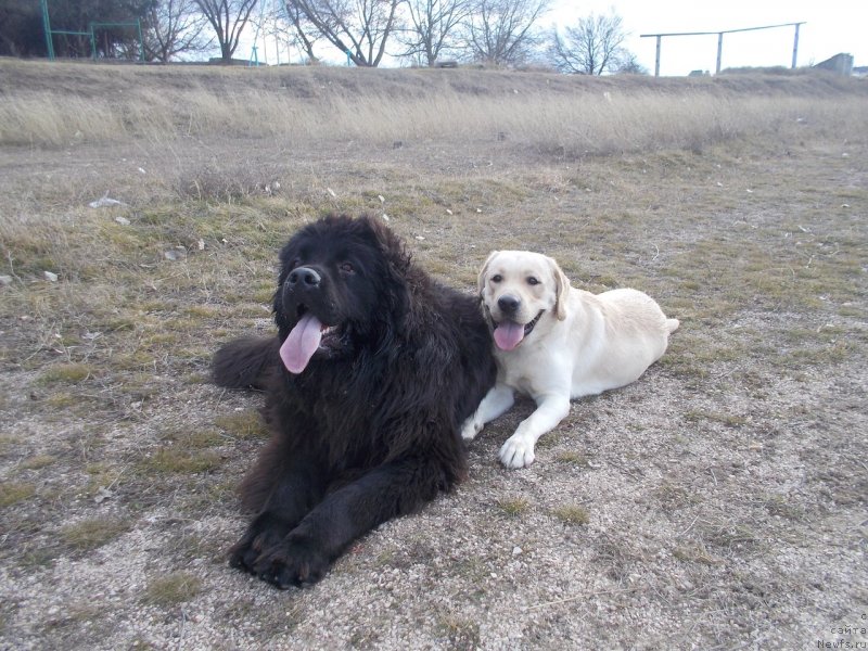 Фото: ньюфаундленд Sun Sheikh Bavariya Belle (Сан Шейх Бавария Бель)