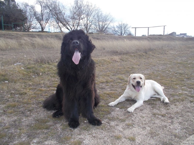 Фото: ньюфаундленд Sun Sheikh Bavariya Belle (Сан Шейх Бавария Бель)