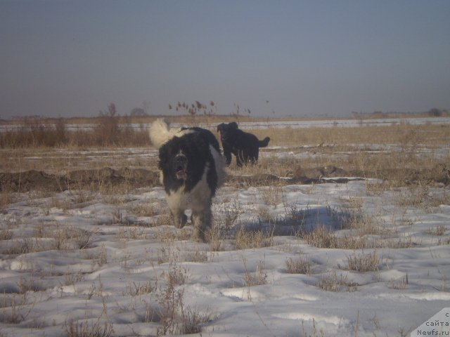 Фото: ньюфаундленд Kara Ayular Avrora Polaris (Кара Аюлар Аврора Поларис)