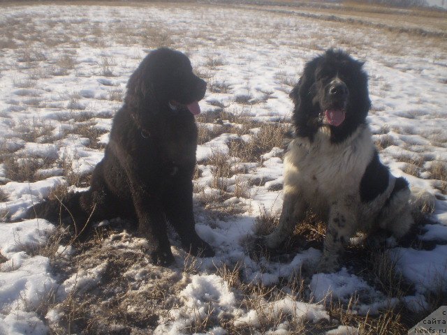 Фото: ньюфаундленд Kara Ayular Avrora Polaris (Кара Аюлар Аврора Поларис), ньюфаундленд Gem Of YUnivers (Гем Оф Юниверс)