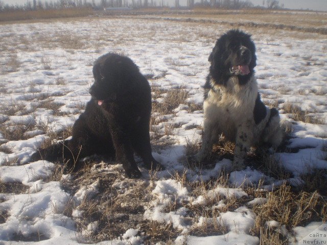 Фото: ньюфаундленд Kara Ayular Avrora Polaris (Кара Аюлар Аврора Поларис), ньюфаундленд Gem Of YUnivers (Гем Оф Юниверс)