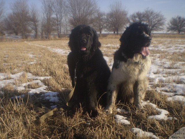 Фото: ньюфаундленд Kara Ayular Avrora Polaris (Кара Аюлар Аврора Поларис), ньюфаундленд Gem Of YUnivers (Гем Оф Юниверс)