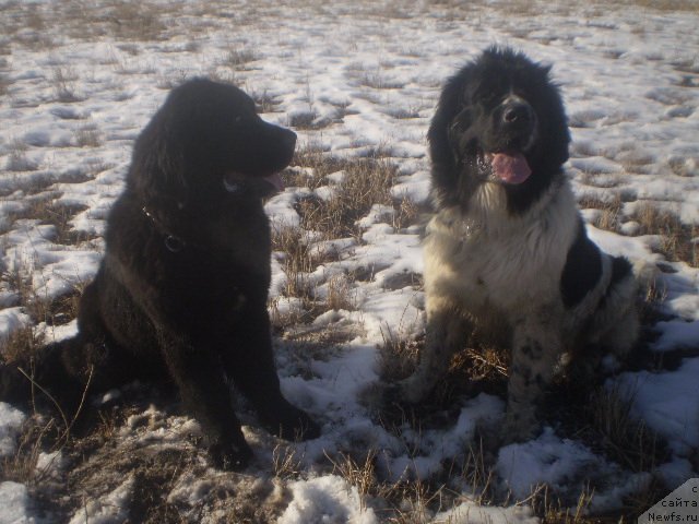 Фото: ньюфаундленд Gem Of YUnivers (Гем Оф Юниверс)