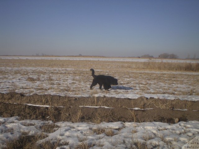 Фото: ньюфаундленд Gem Of YUnivers (Гем Оф Юниверс)