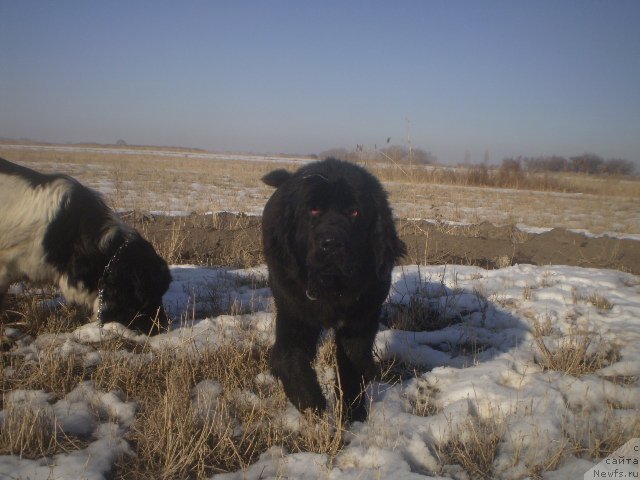 Фото: ньюфаундленд Gem Of YUnivers (Гем Оф Юниверс)