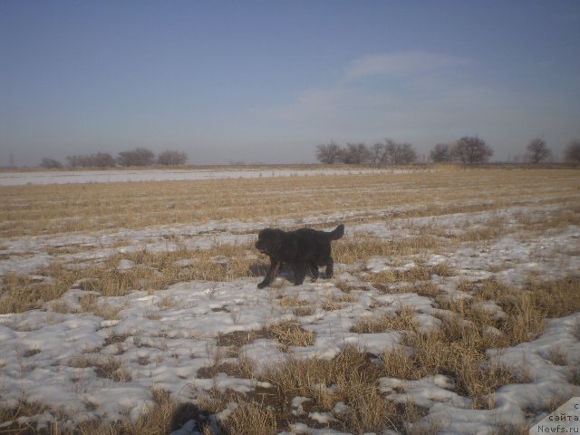 Фото: ньюфаундленд Gem Of YUnivers (Гем Оф Юниверс)