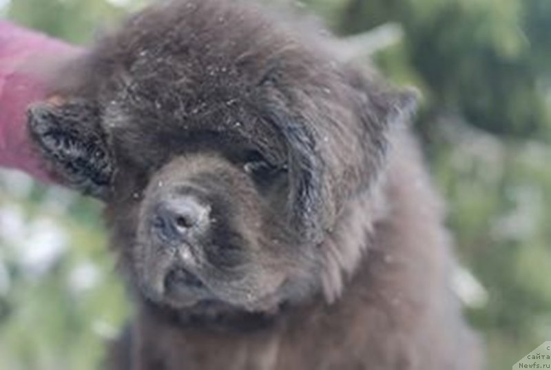 Фото: ньюфаундленд YEl'brus iz Antagrada (Эльбрус из Антаграда)