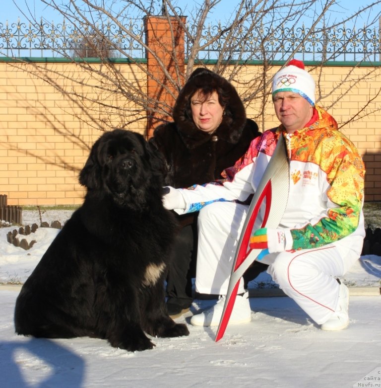 Фото: ньюфаундленд Skazochnaya Kroha Medison (Сказочная Кроха Медисон), Anatoliy Dyadischev (Анатолий Дядищев)