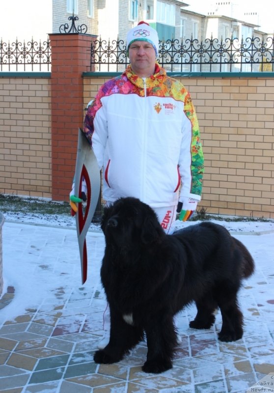 Фото: ньюфаундленд Skazochnaya Kroha Medison (Сказочная Кроха Медисон), Anatoliy Dyadischev (Анатолий Дядищев)